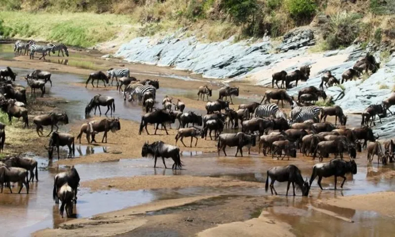 What is Serengeti Famous For?